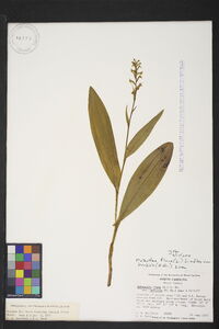 Platanthera flava image