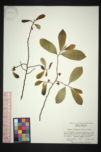 Asimina parviflora image