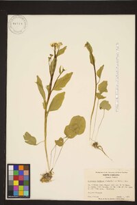 Cardamine bulbosa image