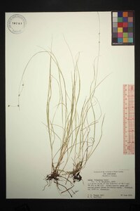 Carex trisperma image