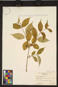 Diervilla lonicera image