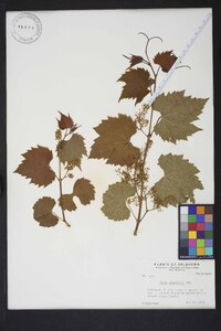 Vitis acerifolia image