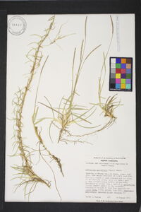 Eremochloa ophiuroides image