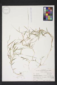 Muhlenbergia schreberi image