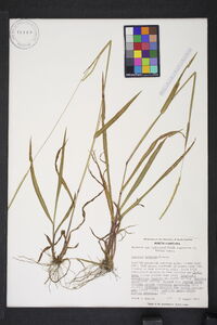 Paspalum setaceum var. ciliatifolium image