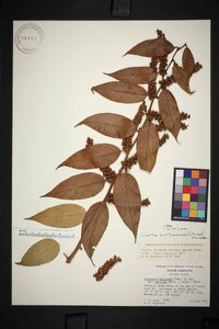 Leucothoe fontanesiana image