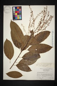 Oxydendrum arboreum image