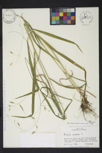 Bromus nottowayanus image