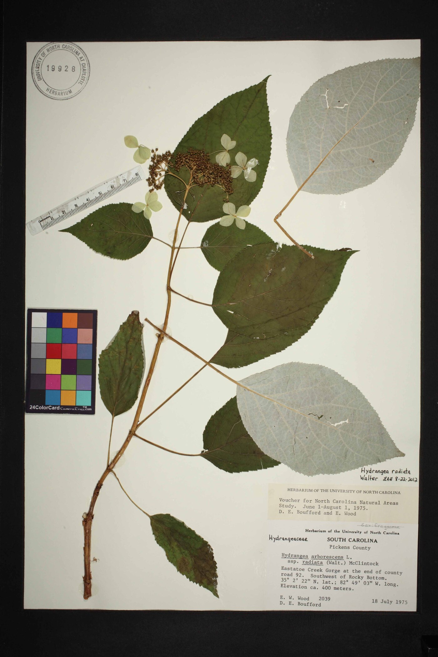 Hydrangea radiata image