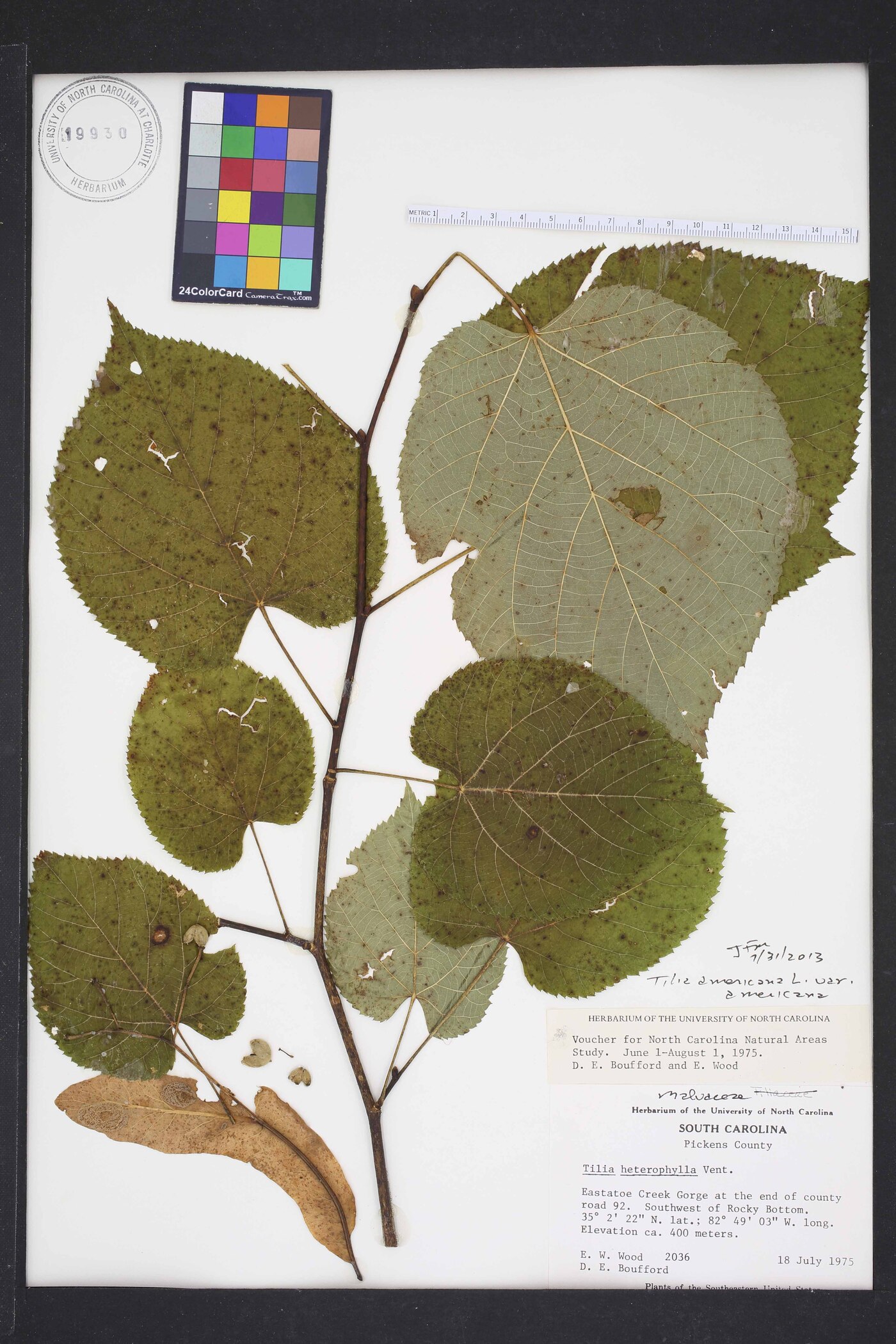 Tilia americana var. americana image