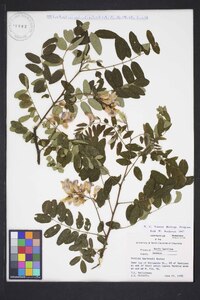 Robinia hartwigii image