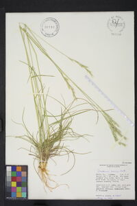 Danthonia sericea image