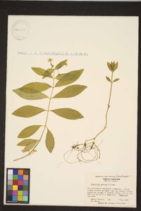 Stellaria pubera image