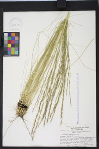 Aristida stricta image