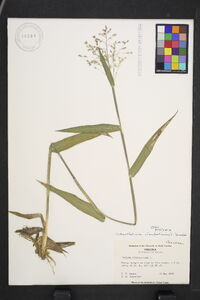 Panicum clandestinum image