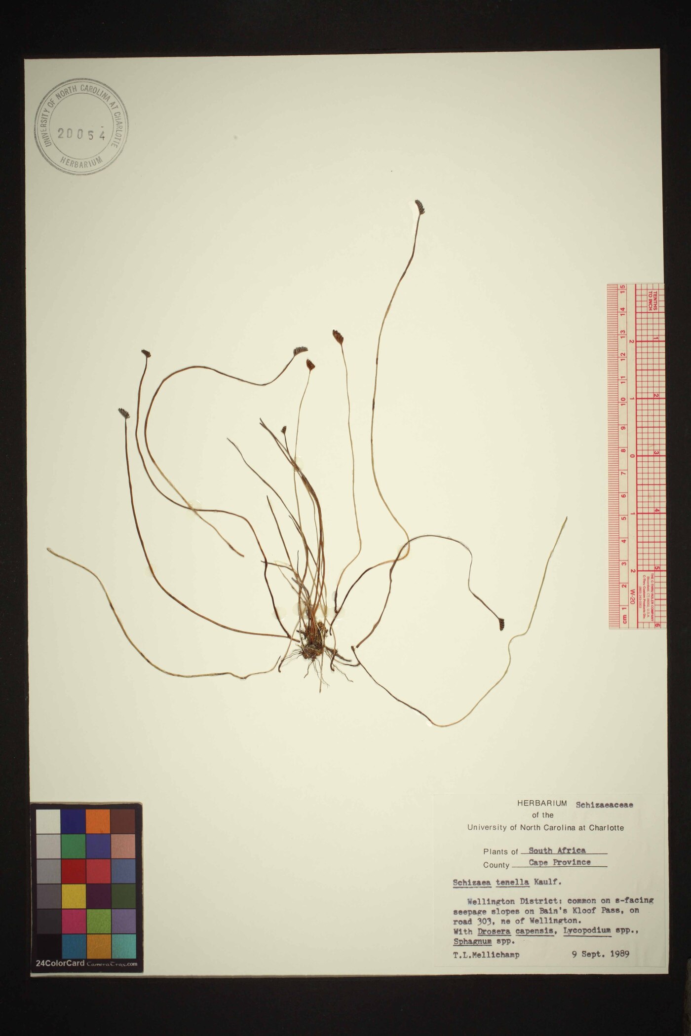 Schizaea tenella image