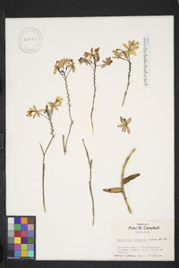 Epidendrum ibaguense image