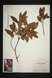 Quercus seemannii image