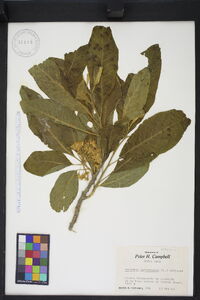 Acnistus arborescens image