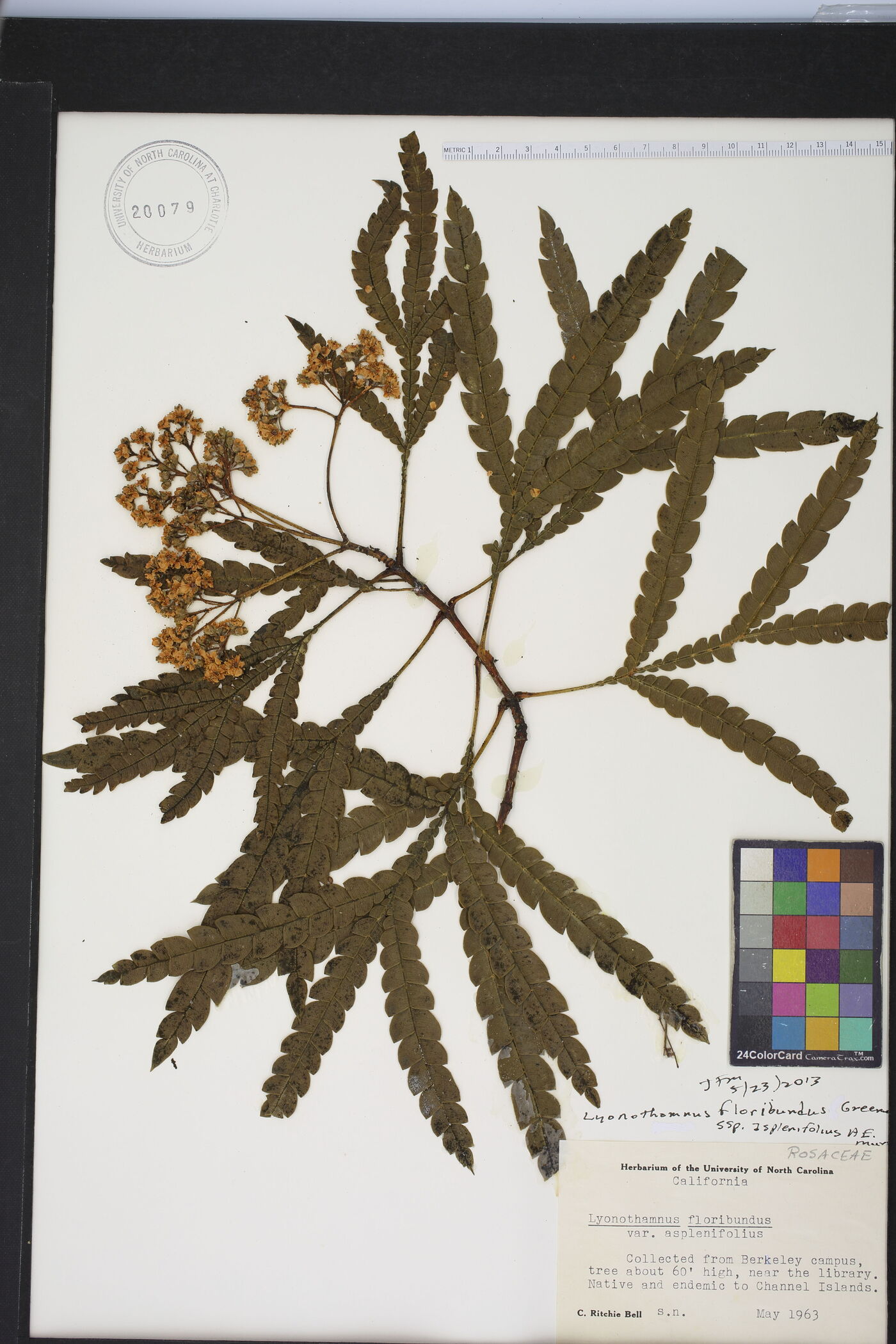 Lyonothamnus floribundus subsp. asplenifolius image