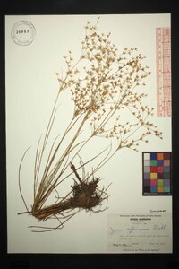 Juncus diffusissimus image