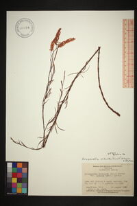 Polygonella robusta image