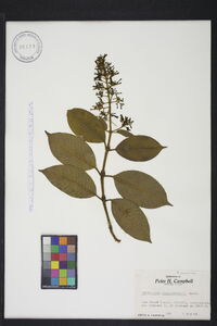 Palicourea lasiorrhachis image