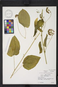 Smilax herbacea image