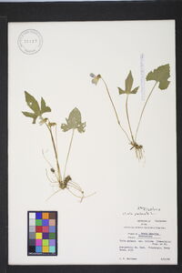 Viola palmata var. palmata image