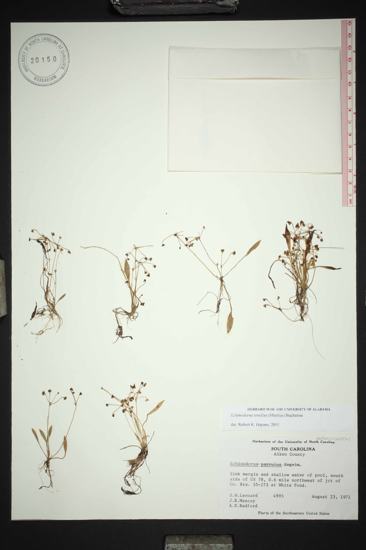 Helanthium tenellum image