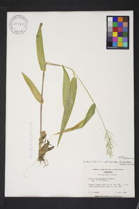 Dichanthelium polyanthes image