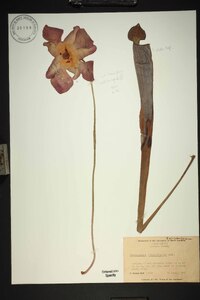 Sarracenia leucophylla image