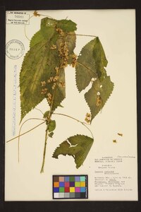 Cuscuta rostrata image