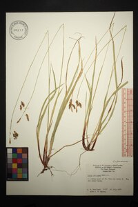 Carex castanea image