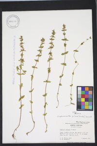 Sophronanthe pilosa image