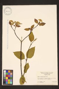 Cornus sericea subsp. sericea image