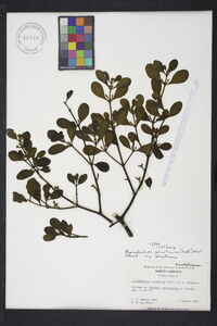 Phoradendron leucarpum subsp. leucarpum image