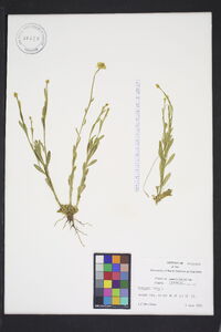 Polygala lutea image