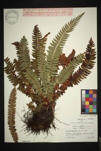 Polystichum lonchitis image