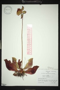 Sarracenia purpurea image