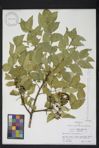 Zanthoxylum clava-herculis image