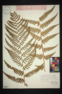 Dryopteris ludoviciana image