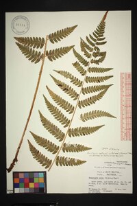 Dryopteris celsa image