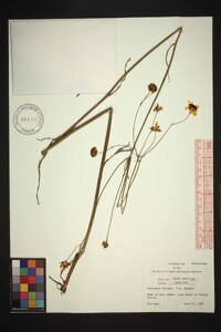 Coreopsis falcata image