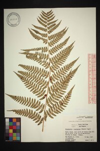 Dryopteris australis image