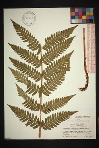 Dryopteris australis image