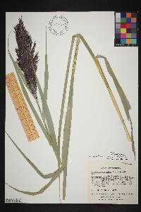 Phragmites australis image