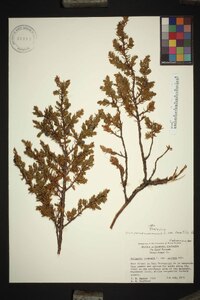 Juniperus communis var. saxatilis image