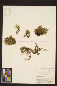 Cherleria marcescens image