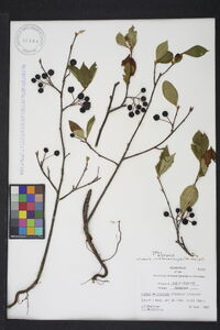 Aronia melanocarpa image